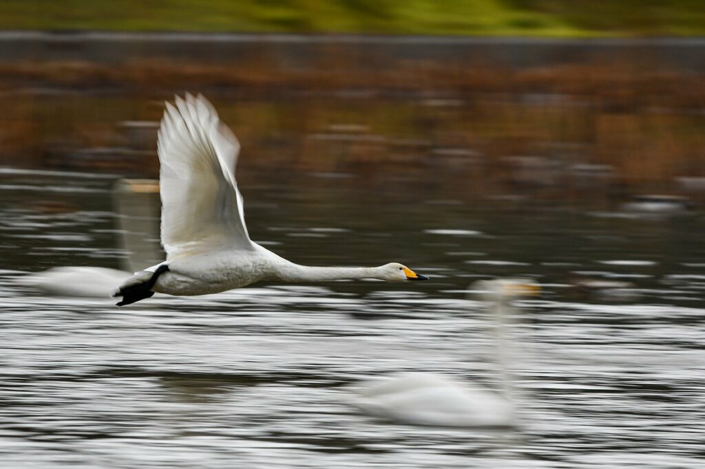 swan, bird, flying-7710972.jpg